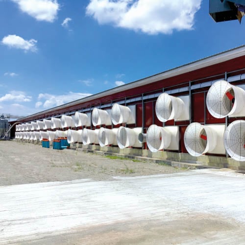 Las diferentes opciones de ventilación para gallineros